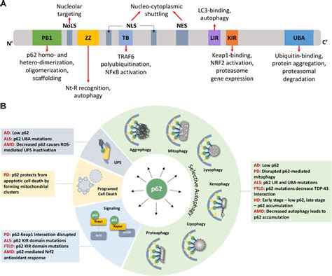 Frontiers Selective Autophagy Receptor P Sqstm A Pivotal Player