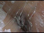 Sofia Kappel Nude Pics Page