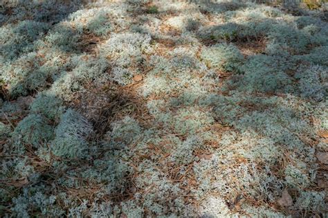 Musgo Cinza Em Uma Clareira Na Floresta Iluminada Pelos Raios Do Sol