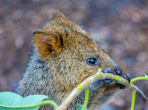 What Do Quokkas Eat: The Interesting Diet and Freaky Facts About Quokkas - DiscoveryNatures