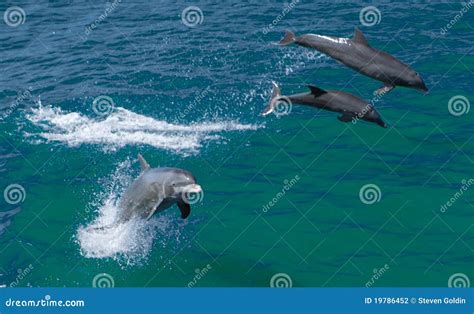 Bottlenose Dolphins stock photo. Image of bottlenose - 19786452