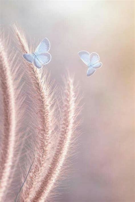 Pin By Gege Gege On Butterflies Wallpaper Nature Flowers Watercolor