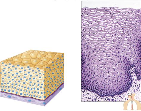 Stratified Squamous Epithelium Diagram | Quizlet