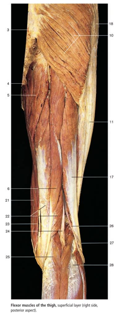 Lower Limb Anatomy From Textbook Diagram Quizlet