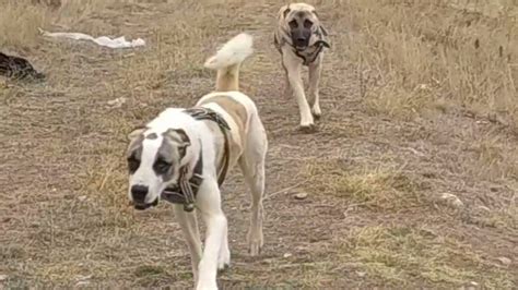 KÖPEKLERİN TÜY YAPISI SAFKAN KANGAL YouTube