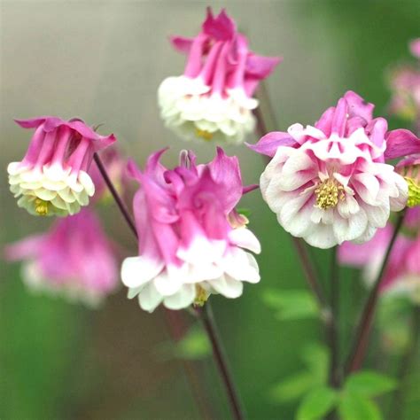 Harangl B Pink Feh R Aquilegia Vulgaris Pink Petticoat Szem