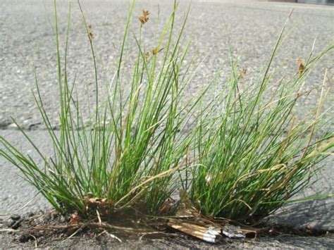 13 Common Weeds That Look Like Grass In Your Lawn