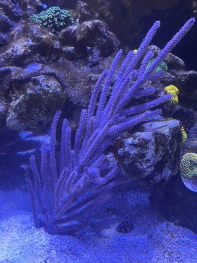 Gorgonian Placement Question Reef2reef