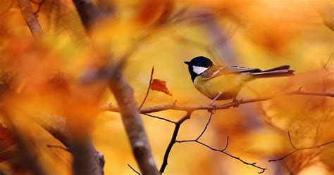 Pin On Ololoshenka Bird And Autumn Hd Wallpaper Pxfuel