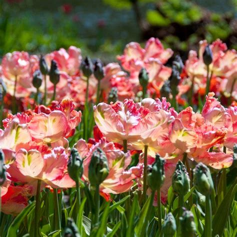 Apricot Parrot Tulip Bulbs American Meadows