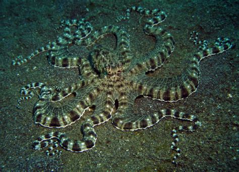 1,100+ Octopus Camouflage Stock Photos, Pictures & Royalty-Free Images ...