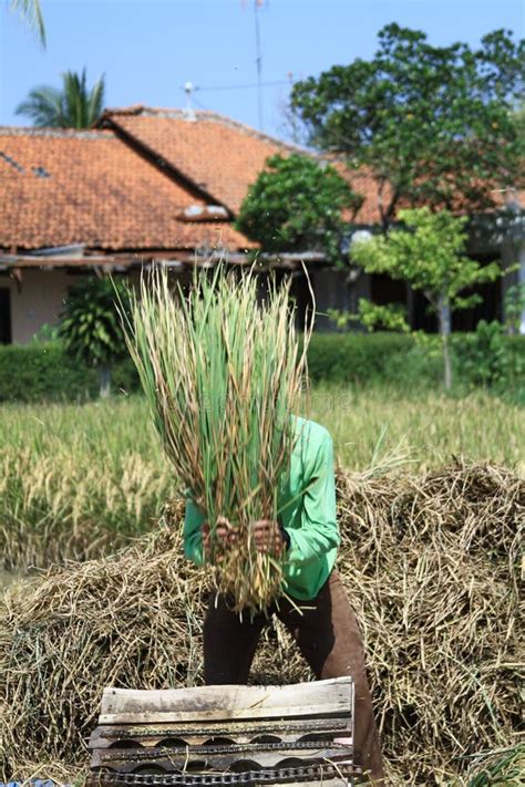 Farmer Threshing Harvested Rice With Traditional Equipment At The Field