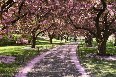 Cherry Blossoms At Brooklyn Botanic Garden Have Hit Peak Bloom