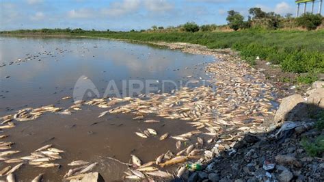 Histórica mortandad de peces en el río Salado en Santa Fe y Santo Tomé