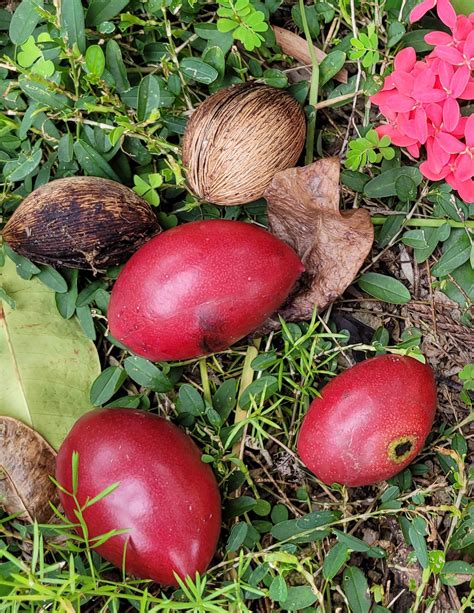 What Is This Non Edible Fruit Rwhatisthisfruit