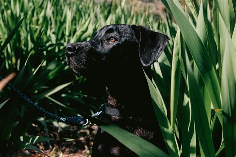 What is a female dog called? - Dogo