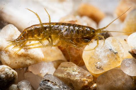 Gammarus | The Microscopic Life of Shetland Lochs