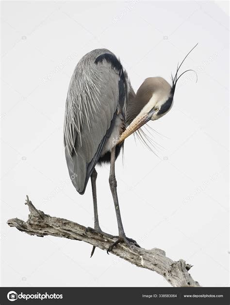 Great Blue Heron Preening Its Feathers Stock Photo Gonepaddling