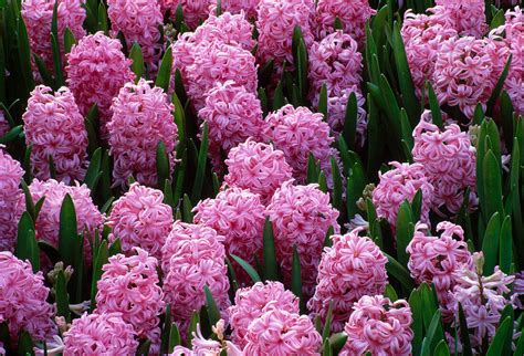 Hyacinthus Maconi Hyazinthen Bild Kaufen 12210316