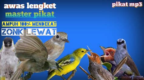 Mp3 Pikat Burung Kecil Paling Ampuh Awas Lengket Mp3 Pikat Anti Zonk