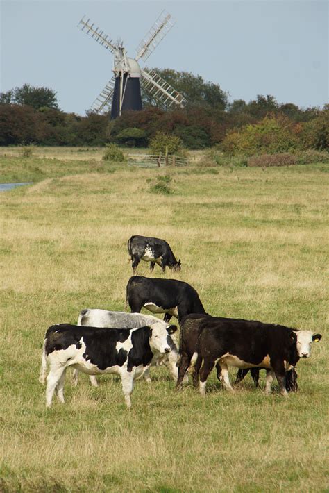 Reedham Marshes Neil Pulling Flickr