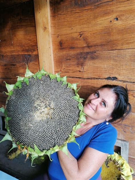 Sunflower Mongolian Giant Seeds Ebay