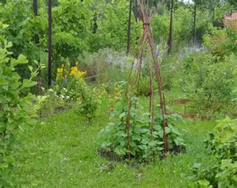 Growing A Productive And Attractive Green Bean Teepee