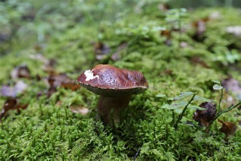 Close Up Of Fresh Raw Edible Forest Mushrooms Boletus Edulis Or Porcini