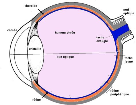 LŒil et la Vision Superprof