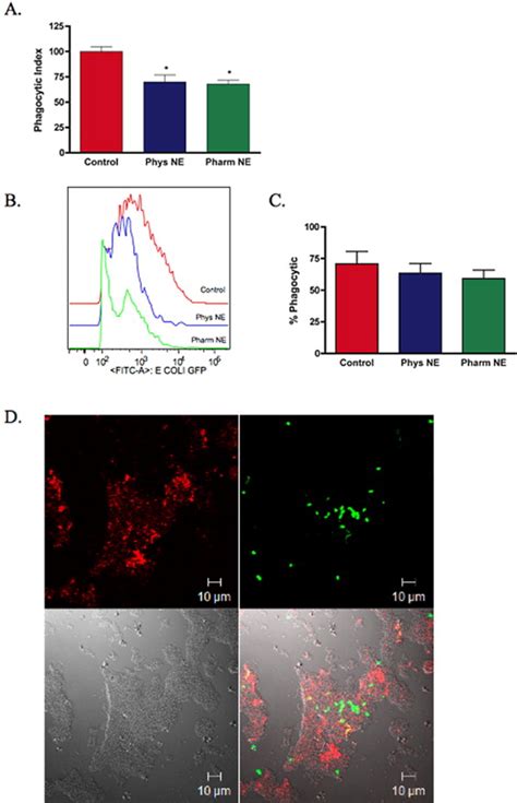 Norepinephrine Suppresses Wound Macrophage Phagocytic Efficiency