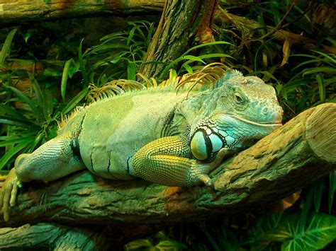 green iguana facts  pictures