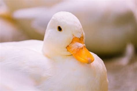 アヒルの【購入場所・値段・飼育】について徹底解説！