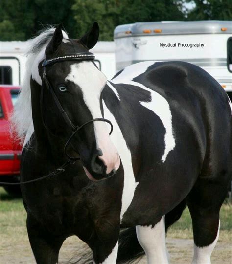 88 Best Images About Pinto On Pinterest Palomino Ponies And Show Horses