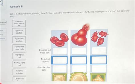 Solved Osmosis Iilabel The Figure Below Showing The Effects