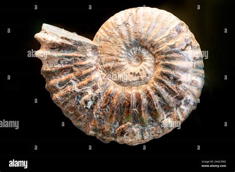 Keywords For Ammonite Fossil Ammonite Fossil Ammonites Are Extinct