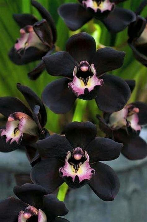 19 Rare Black Orchid Flowers For Home Gardens Balcony Garden Web