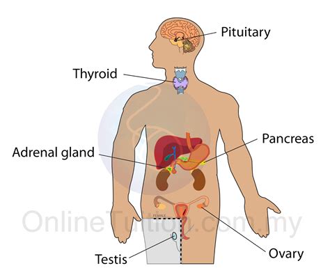 Diagram Of The Organ System