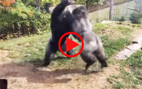 Two Gorillas Fighting At The Omaha Zoo. - VIDEO - Word In Picture