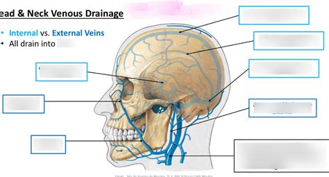 Head And Neck Venous Drainage Diagram Quizlet