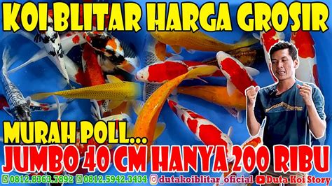 Murah Poll Size Cm Hanya Ribu Koi Blitar Jumbo Harga Grosir