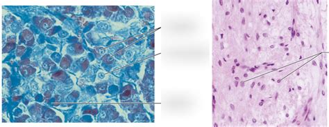 Pituitary Gland Histology 2/2 Diagram | Quizlet