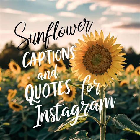 251+ Sunflower Captions and Quotes for Instagram