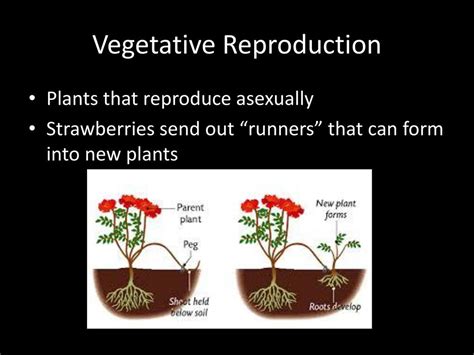 Cell Division And Asexual Reproduction Ppt Download