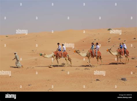 Camel In Desert Uae Hi Res Stock Photography And Images Alamy