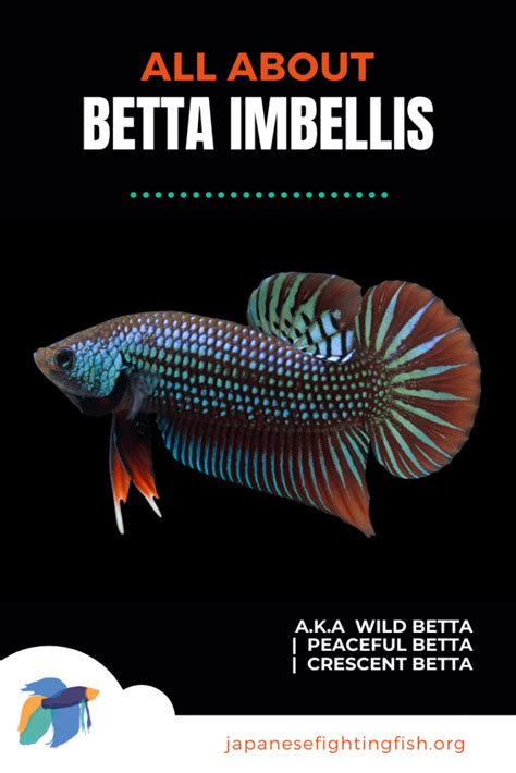 Betta Imbellis (Crescent or Peaceful Betta) Fish Care Guide