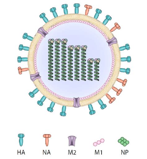 An Illustration Of The Influenza Virus And The Following Vaccine