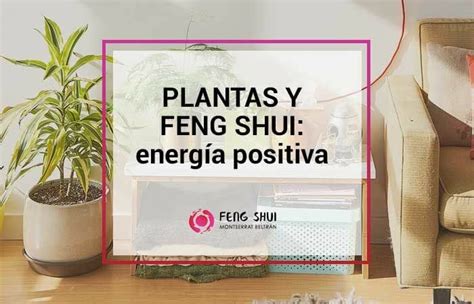 Armoniza Tu Hogar Con Plantas Feng Shui En El Interior Equilibrio Y