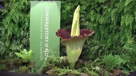 What does the corpse flower smell like to you? - ABC7 San Francisco