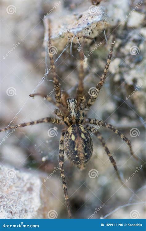 Tegenaria Silvestris Spider Macro Shot Stock Photo Image Of