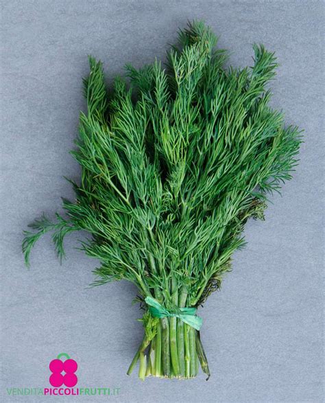 Pianta in vaso di 'Aneto' Anethum Graveolens